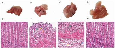 Protective effect of Bletilla ochracea Schltr. against acetogenic gastric ulcer in rats based on non-targeted metabolomics